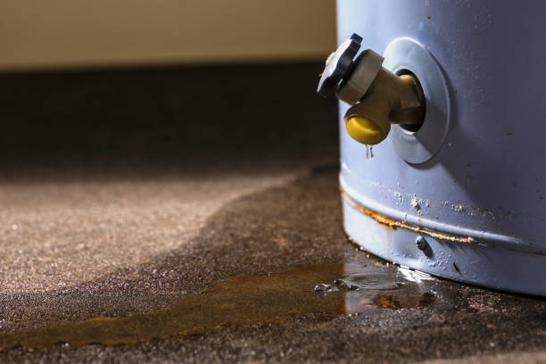 Best Water damage restoration near me  in Rockford, MN