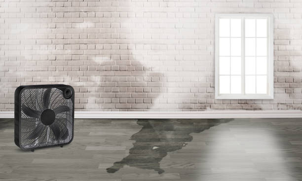 Best Water damage restoration mold remediation  in Rockford, MN